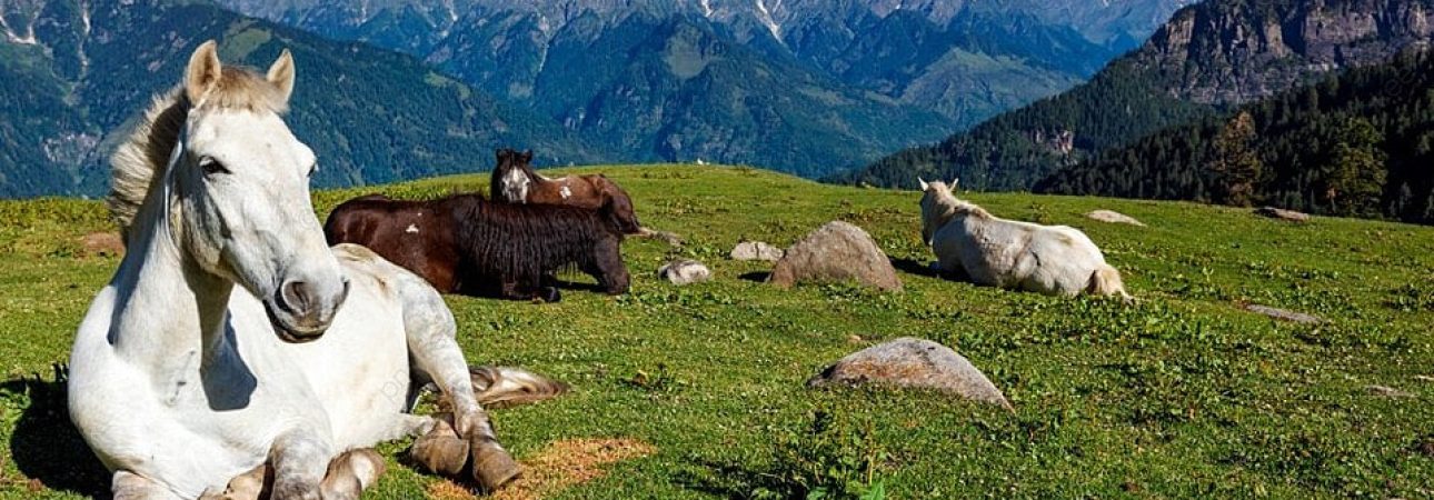 pngtree-horses-grazing-in-himalayas-mountains-himachal-pradesh-photo-image_2098211